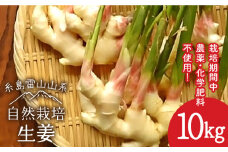 糸島産 生姜 10kg 自然栽培  糸島市 / 大石ファーム [ATE012]