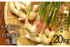 糸島産 生姜 20kg 自然栽培  糸島市 / 大石ファーム [ATE013]