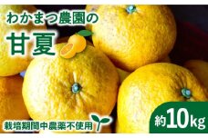 【先行予約】【 有機栽培 】 甘夏 10kg 栽培期間中 農薬 不使用 【2025年5月中旬ごろ順次発送】《糸島》 【わかまつ農園】 [AHB016] 果物 フルーツ