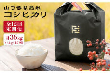 【全12回定期便】糸島 で 農薬 を使わずに育てた 山つき 糸島米 3kg （ コシヒカリ ）《糸島》【itoshimacco / 株式会社やました】 [ARJ030]