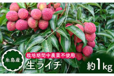  糸島産 生ライチ（約1kg） 栽培期間中 農薬不使用 【2025年7月～8月中旬にかけて順次発送】 糸島市 / シーブ [AHC014] [AHC014]