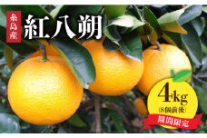 【先行予約販売】紅八朔4kg  糸島市 / シーブ [AHC030]