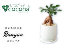 幸せを呼ぶ木『 ガジュマル 』  糸島市  / cocoha [AWB022] 観葉植物 インテリア グリーン 室内