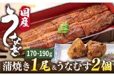 蒲焼き 1尾 ＆ うなむす 2個 セット 糸島市 / 北ノ屋うなぎ [ACL006] 鰻 かばやき
