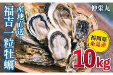 一粒牡蠣 カキ 10kg (牡蠣ナイフ付き) 糸島産 福吉 糸島市/伸栄丸 カキの佐々木 牡蠣 生カキ 生食用 殻付き カキ 生牡蛎 生食可 [ATH004]