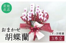 おまかせ 胡蝶蘭 ( ミディ 胡蝶蘭 3本立 ) 糸島市 / はざま園芸 [AND005] 花 生花 お祝い