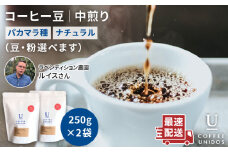 【粗挽き】中煎り コーヒー 豆 250g × 2袋  ニカラグア産 ラベンディション農園 マラカツーラ種 ナチュラル 《糸島》 【COFFEE UNIDOS】 [AQF001-4]