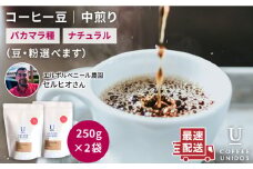 【細挽き】中煎り コーヒー 豆 250g × 2袋 （ 豆 ・ 粉 選べます ） エルポルベニール農園 パカマラ種 ナチュラル 《糸島》 【COFFEE UNIDOS】 [AQF004-2]