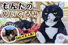 【 SNSで人気の猫 / 糸島観光大使】【 もんた 】 ぬいぐるみ  糸島市 / Basismall 猫 ネコ 観光大使 [AXL001]
