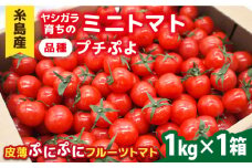 【先行予約】ミニトマト （ プチぷよ ）1kg×1箱 【2025年10月下旬以降順次発送】 糸島市 / かわぞえ農園 ぷちぷよ トマト [AAM001]