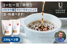【中挽き】煎り コーヒー 豆 250g × 2袋 （ 豆 ・ 粉 選べます ） ニカラグア産 ラベンディション農園 パカマラ種 フリーウォッシュド 《糸島》 【COFFEE UNIDOS】 [AQF002-3]