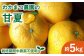 甘夏 あまなつ みかん 有機栽培 栽培期間中 農薬不使用 国産 ミカン ギフト