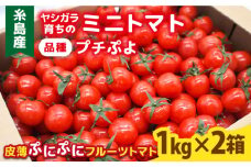 【先行予約】ミニトマト （ プチぷよ ） 1kg×2箱 （2kg）【2025年10月下旬以降順次発送】  糸島市 / かわぞえ農園 ぷちぷよ トマト [AAM002]