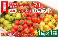 【先行予約】【カラフル】ミニトマト （ プチぷよ ） 1kg×1箱【2025年10月下旬以降順次発送】 糸島市 / かわぞえ農園 ぷちぷよ トマト [AAM003]