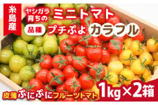 【先行予約】【カラフル】ミニトマト （ プチぷよ ） 1kg×2箱（2kg）【2025年10月下旬以降順次発送】 糸島市 / かわぞえ農園 ぷちぷよ トマト [AAM004]