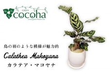 葉模様が独特で美しい『 カラテア ・ マコヤナ 』  糸島市  / cocoha [AWB023] 観葉植物 グリーン