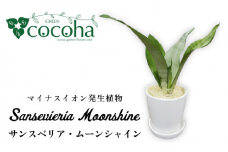 マイナスイオン発生植物『 サンスベリア ・ ムーンシャイン 』  糸島市  / cocoha [AWB024] 観葉植物 インテリア