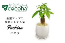 発財樹『 パキラ 』 money tree  糸島市  / cocoha  観葉植物 グリーン インテリア [AWB026]