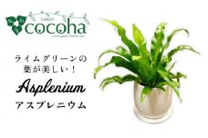 ライムグリーンの葉が美しい！『 アスプレニウム 』 糸島市  / cocoha 観葉植物 [AWB027]