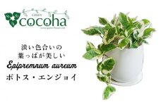 もっとも美しいポトスの進化型『 ポトス ・ エンジョイ 』 糸島市  / cocoha 観葉植物 [AWB028]