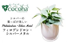 シルバーリーフが美しい『 フィロデンドロン ・ シルバーメタル 』 糸島市  / cocoha 観葉植物 [AWB029]