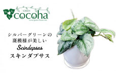 シルバーグリーンの斑模様が美しい『 スキンダプサス 』 糸島市  / cocoha 観葉植物 [AWB030]