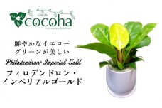 鮮やかなイエローグリーンが美しい『 フィロデンドロン ・ インペリアル ゴールド 』 糸島市  / cocoha 観葉植物 [AWB031]