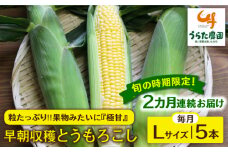 【全2回定期便】【2024年6月中旬以降順次発送】果物みたいに『極甘』早朝収穫 とうもろこし Lサイズ(300g)×5本 糸島市 / 有限会社ウラタ農園 [ALI005]