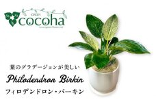 グリーンとホワイトのコントラストが美しい『 フィロデンドロン ・ バーキン 』 糸島市  / cocoha 観葉植物 [AWB032]