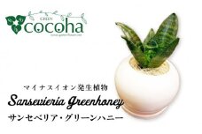 マイナスイオン発生植物『 サンセベリア ・ グリーンハニー 』  糸島市  / cocoha [AWB033] 観葉植物 インテリア グリーン 室内