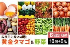 【全12回定期便】糸島の朝産み黄金タマゴ10個 朝どれ新鮮野菜5品 セット【福岡県糸島産】 糸島市 / オーガニックナガミツファーム 玉子 やさい [AGE049]