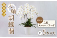 大輪 胡蝶蘭 ( 白 / 5本立ち ) 糸島市 / 平野園芸 花 生花 [AMI001]
