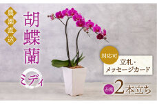 胡蝶蘭 ミディ 2本立ち 糸島市 / 平野園芸 花 生花 [AMI002]