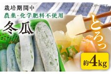 糸島産 冬瓜 約4kg  糸島市 / 食と健康のブリッジベース 野菜 冬瓜スープ [ANN002]