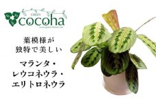 葉模様が独特で美しい 『マランタ・レウコネウラ・エリトロネウラ(ボスタス)』 糸島市 / cocoha 観葉植物 インテリア [AWB035]