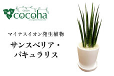 マイナスイオン発生植物 『サンスベリア・バキュラリス』 糸島市 / cocoha 観葉植物 グリーン インテリア [AWB036]