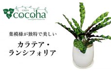 葉模様が独特で美しい 『カラテア・ランシフォリア (インシグニス)』 糸島市 / cocoha 観葉植物 グリーン 緑 インテリア [AWB037]