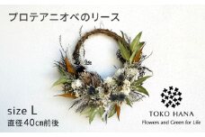 プロテアニオベのリース（Lサイズ） 糸島市 / tokohana ドライフラワー アレンジ[AOC033]