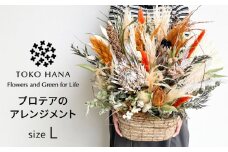 プロテアのアレンジメント（Lサイズ） 糸島市 / tokohana ドライフラワー アレンジ [AOC037]