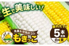 【先行予約】糸島産 トウモロコシ 「もきっこ」 白黄ミックス (5本前後) 【2026年6月下旬以降順次発送】糸島市 / 内田農業 とうもろこし コーン [AZH006]