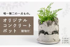 TERAYAMA ZOEN オリジナルコンクリートポット（植物付き） 糸島市 / NIWAMO 鉢 観葉植物 [AIO001]