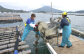 牡蠣 カキ 生ガキ 生牡蠣 福岡県産 糸島カキ 殻付き