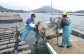 牡蠣 カキ 生ガキ 生牡蠣 福岡県産 糸島カキ 殻付き