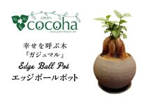 幸せを呼ぶ木『ガジュマル』　エッジボールポット 糸島市 / cocoha / 観葉植物 グリーン 緑 インテリア [AWB038]