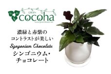 濃緑と赤紫のコントラストが美しい　シンゴニウム・チョコレート 糸島市 / cocoha / 観葉植物 グリーン 緑 インテリア [AWB039]