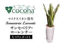 マイナスイオン発生 サンセベリア・ローレンチー大 スリムポットL 糸島市 / cocoha 観葉植物 グリーン 緑 インテリア [AWB040]