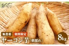 【期間限定】シャキシャキっと甘い、健康食材！朝採れ 無農薬 ヤーコン芋＜グリーンフーズ＞ [GAL001]