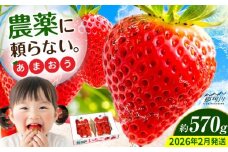 【2026年2月より発送】『自然環境農法』で育てた福岡県産 あまおう 約285g×2パック＜おおきべりー株式会社＞那珂川市 フルーツ いちご 果物 イチゴ 苺 あまおう いちご 期間限定 [GZE001]