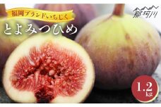 【2025年9～10月頃発送】先行予約 福岡県オリジナル品種  とよみつひめ 約1.2kg＜一般社団法人地域商社ふるさぽ＞那珂川市 フルーツ いちじく 無花果 イチジク [GBX026]