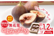 【8月上旬より発送】先行予約 福岡産ブランド 無花果 とよみつひめ （約300g×4パック）＜南国フルーツ株式会社＞那珂川市 [GCD020]